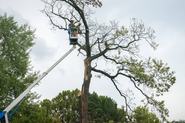 Emergency Storm Tree Removal in The Village, OK